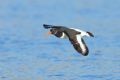 Haematopus ostralegus